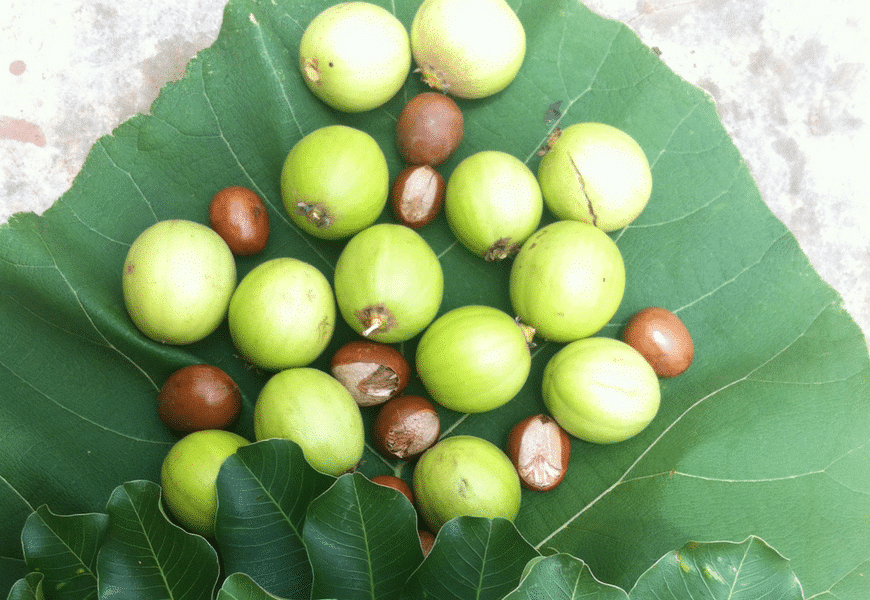 Pas de beurre de karité de bonne qualité, sans amandes rigoureusement sélectionnées