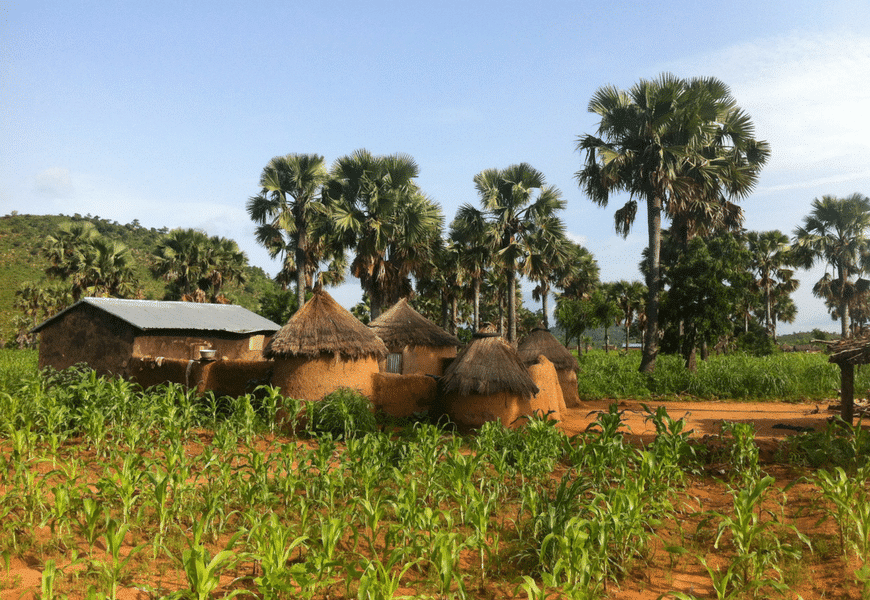 Les vertus écologiques du Karité naturel