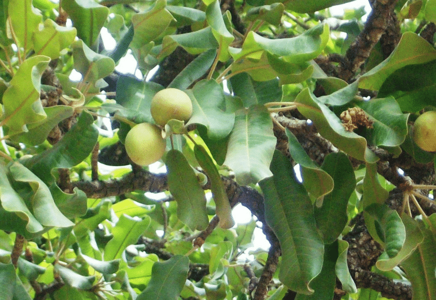 vertus thérapeutiques du karité naturel