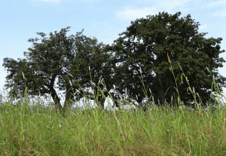 Grand Cru de karité Bénin 2015