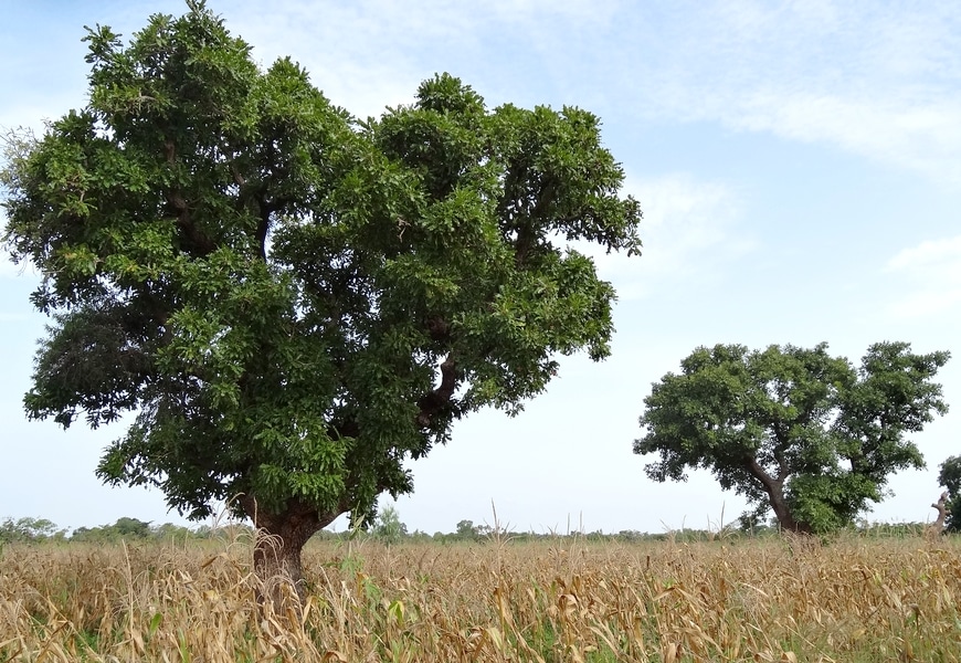 arbre de karité karethic