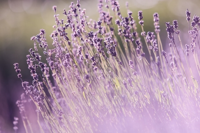 herbes aromatiques abeilles karethic